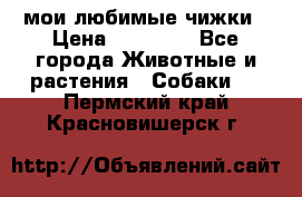 мои любимые чижки › Цена ­ 15 000 - Все города Животные и растения » Собаки   . Пермский край,Красновишерск г.